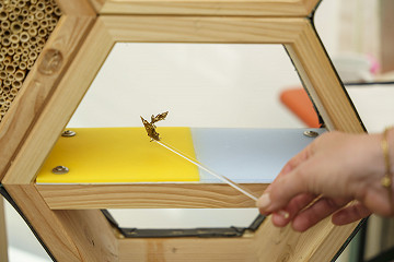 2025: KI-basiertes Bestimmungstool für Insekten „Insector“ von Bee friendly